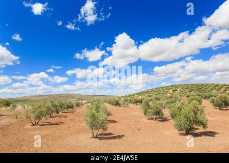 Oliveti lungo la A311, tra Andujar e Jaen, provincia di Jaen, Andalusia, Spagna Foto Stock