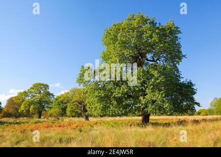 Oak, Richmond Park, Inghilterra, Gran Bretagna Foto Stock
