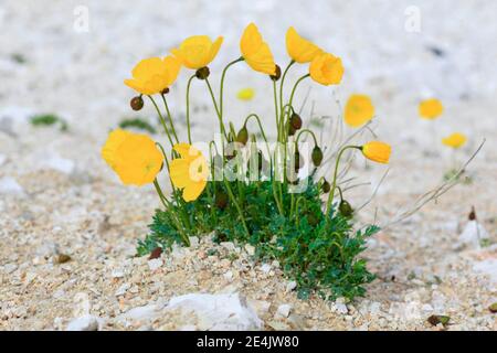 Papavero (Papaver), rhaeticum papavero rhaetico, Alpi Foto Stock