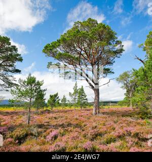 Pino scozzese, Cairngorms N.P., Scozia, Regno Unito Foto Stock