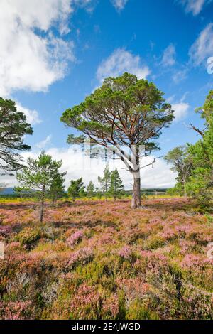 Pino scozzese, Cairngorms N.P., Scozia, Regno Unito Foto Stock