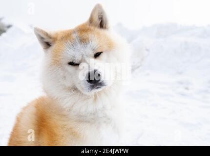 Akita inu cane in piedi sulla neve Foto Stock