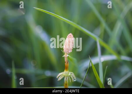 Pianta di Horsetail o erba di Equisetum che cresce nella foresta di primavera Foto Stock