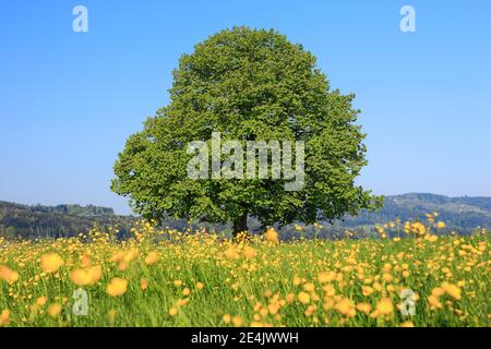 Tiglio (Tilia cordata) Mill., Lime Tree, in primavera, Svizzera Foto Stock