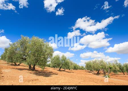 Oliveti lungo la A311, tra Andujar e Jaen, provincia di Jaen, Andalusia, Spagna Foto Stock