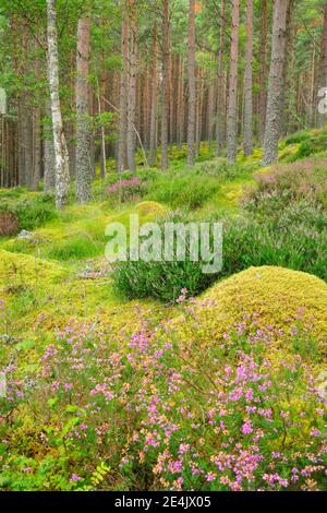 Foresta del pino Foto Stock