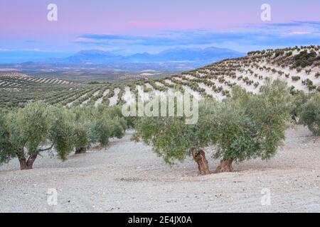 Oliveti lungo la A311, tra Andujar e Jaen, provincia di Jaen, Andalusia, Spagna Foto Stock