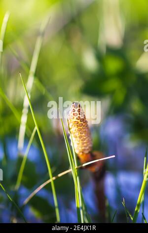 Pianta di Horsetail o erba di Equisetum che cresce nella foresta di primavera Foto Stock