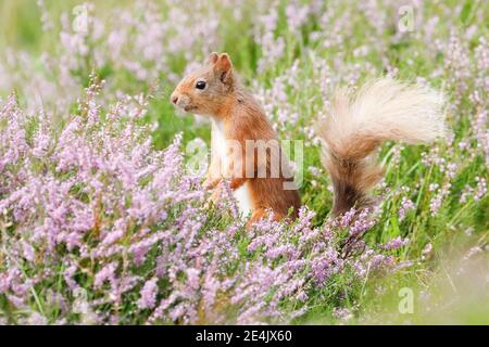 Red scoiattolo (Sciurus vulgaris) Foto Stock