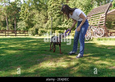 Carino donna caucasica in t-shirt bianca passare il tempo con Doberman cane di soia outdoors.Puppies istruzione, la cinologia, l'addestramento intensivo di giovani cani. Foto Stock