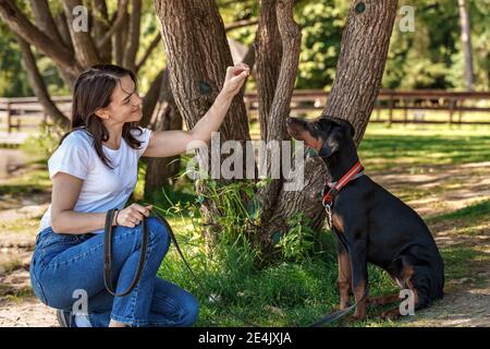 carina donna caucasica in t-shirt bianca passare il tempo con il cane di soia doberman all'aperto. Educazione dei cuccioli, cinologia, formazione intensiva di cani giovani. Foto Stock