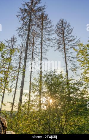 Un meraviglioso tramonto la sera tra gli alti alberi lunghi, colpo all'aperto Foto Stock