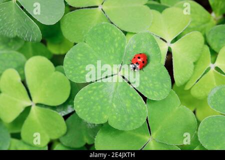 Sette-spot ladybird sul trifoglio, Svizzera Foto Stock