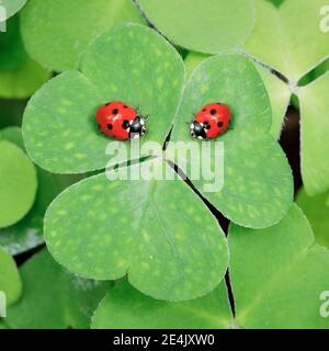 Sette-spot ladybird sul trifoglio, Svizzera Foto Stock