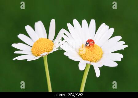 Ladybird a due macchie su Daisy, Svizzera Foto Stock