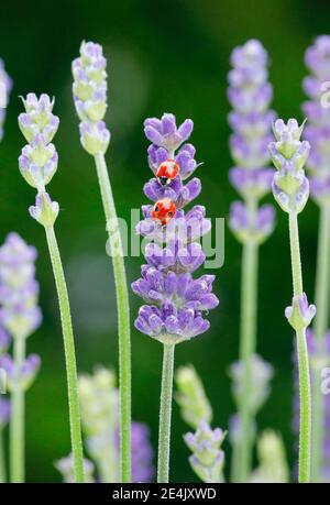 Ladybird a due macchie su fiore di lavanda, Svizzera Foto Stock