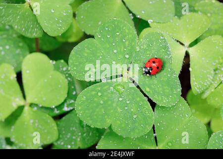 Sette-spot ladybird sul trifoglio, Svizzera Foto Stock