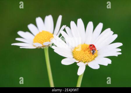 Ladybird a due macchie su Daisy, Svizzera Foto Stock