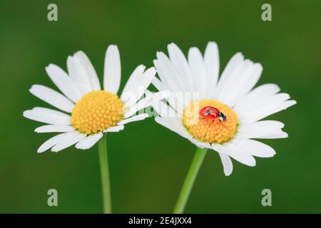 Ladybird a due macchie su Daisy, Svizzera Foto Stock