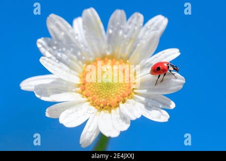 Coccinella sul collegamento daisy, Svizzera Foto Stock