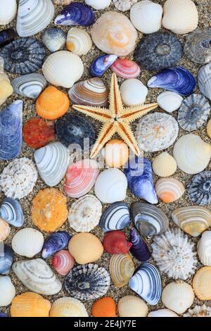 Stelle marine e conchiglie in sabbia, arrangiate, Scozia, Regno Unito Foto Stock