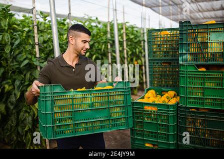 Bel giovane contadino che porta peperoni gialli in plastica verde cassa a serra Foto Stock