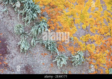 Licheni sulla roccia nelle Alpi svizzere, Oberland Bernese, Berna, Svizzera Foto Stock