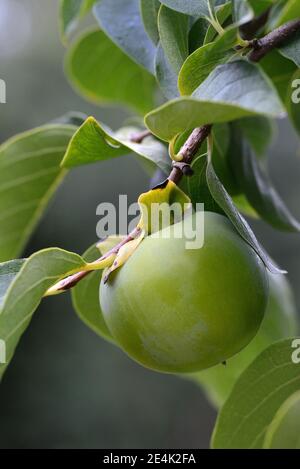 Persimmon, prugne persimmon, frutta non matura, varietà Vaniglia, Diospyros persimmon, frutta Sharon Foto Stock