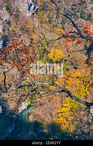 Alberi d'autunno che si affacciano sul fiume che scorre sotto Foto Stock