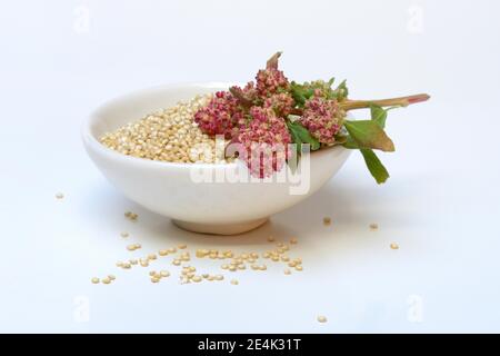 Quinoa in conchiglia e ramificazione di quinoa matura, quinoa di Chenopodium Foto Stock