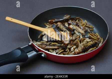 Alimenti per insetti, vari insetti fritti in una padella, locuste, ceci, vermi di palma (Locusta migratoria), Acheta domesticus, Tenebiro molitor Foto Stock