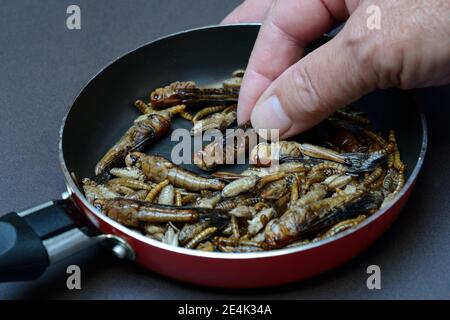 Alimenti per insetti, vari insetti fritti in una padella, locuste, ceci, vermi di palma (Locusta migratoria), Acheta domesticus, Tenebiro molitor Foto Stock