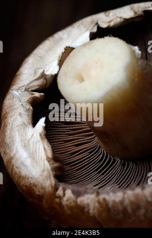 Funghi, funghi coltivati bianchi, agaricus bisporus, funghi coltivati, funghi commestibili, funghi commestibili, lamelle Foto Stock