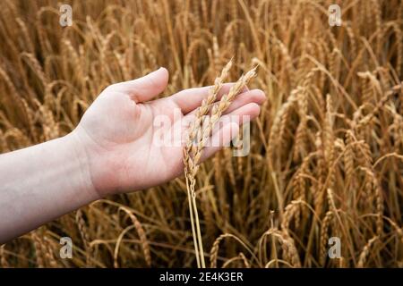 Mano dell'uomo che esamina l'avena crescente Foto Stock