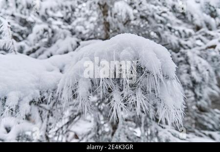 Surgelato ramoscello contro alberi coperti di neve Foto Stock