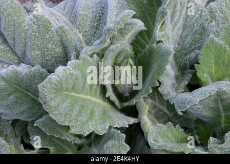 Salvia argentea, salvia argentea, salvia argentea, foglia ornamentale Foto Stock