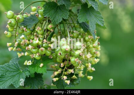 Ribes rosso, fruttato, varietà Rose de Champagne, Ribes rubrum Foto Stock