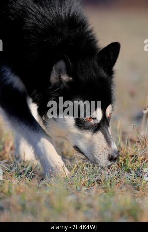 Alaskan Malamute, cane maschio che sniffing in erba, ritratto, Renania-Palatinato, Germania Foto Stock