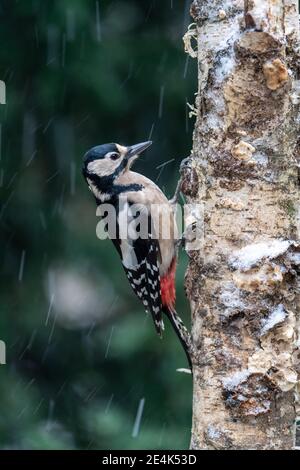 Grande picchio macchiato (Dendrocopos Major), foraggio femminile su un tronco di albero, durante la nevicata, Germania Foto Stock