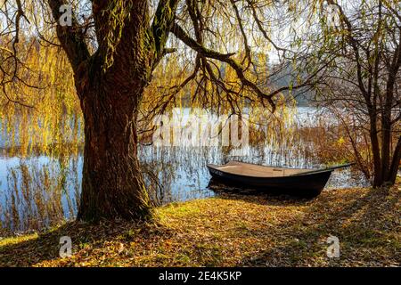 Warmia e Masuria, barca e salice presso il lago, Polonia Foto Stock