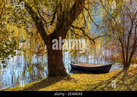 Warmia e Masuria, barca e salice presso il lago, Polonia Foto Stock