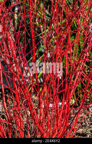 Arbusto di Cornus alba 'Sibirica' con steli rosso cremisi in inverno e foglie rosse in autunno comunemente noto come dogwood siberiano, foto d'inventario Foto Stock