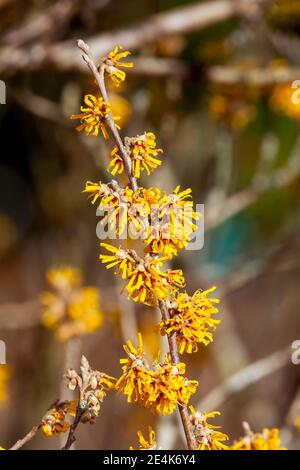 Hamamelis x Intermedia 'Brevipetala' (Hazel strega) una pianta di arbusto dell'albero di fioritura di primavera invernale che ha un fiore giallo primaverile altamente profumato e. Foto Stock