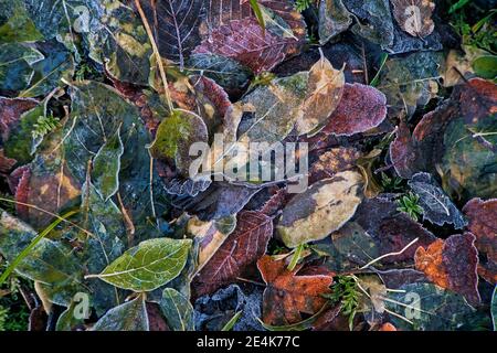 Caduto Foglie di autunno coperto di brina Foto Stock