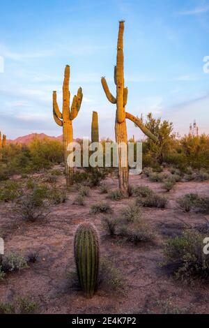 Cactus di Saguaro sulla terra contro il cielo al deserto di Sonoran, Arizona, Stati Uniti Foto Stock