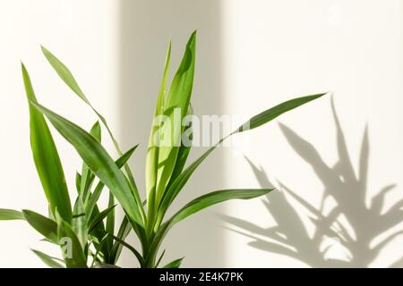 palm yucca e ombre su una parete bianca Foto Stock