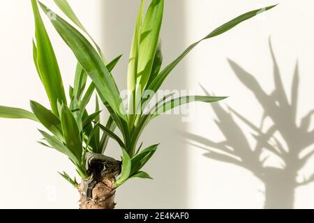palm yucca e ombre su una parete bianca Foto Stock