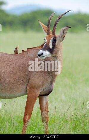 Roan Antelope Hippotragus equinus. Oxpecker Buphagus erythorhynchus rosso-fatturato su spalle alla ricerca di parassiti esterni, zecche, sangue di suzione mosche. Foto Stock