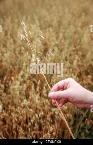 Mano dell'uomo che esamina l'avena crescente Foto Stock