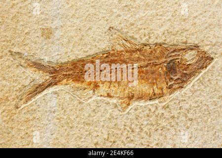 Pesci fossili. Knightia sp. Foto Stock